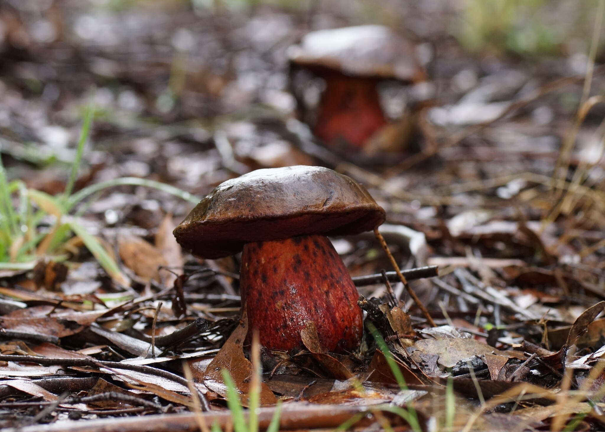 Image of Boletus tasmanicus Hongo & A. K. Mills 1989