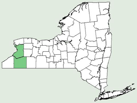 <span class="translation_missing" title="translation missing: en.medium.untitled.map_image_of, page_name: nodding rattlesnakeroot">Map Image Of</span>
