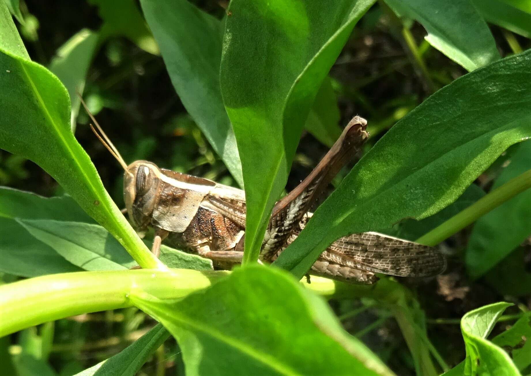 Heteracris coerulescens (Stål 1876)的圖片