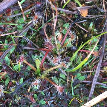 Image of New Zealand sundew