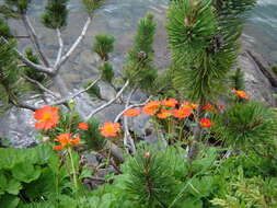 Image of Geum coccineum Sibth. & Sm.