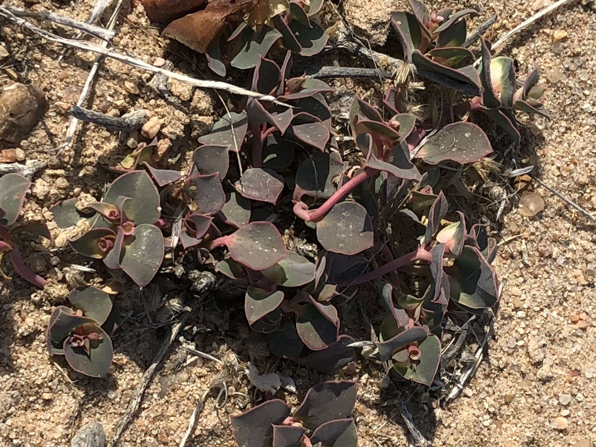 Imagem de Euphorbia phylloclada Boiss.