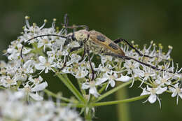 Image of Pachyta quadrimaculata (Linné 1758)