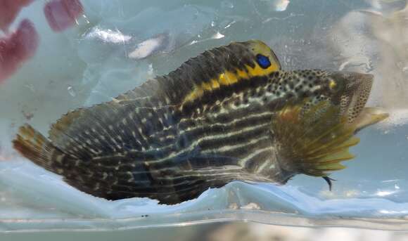 Image of Striped Blenny