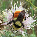 Слика од Bombus huntii Greene 1860