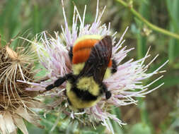 Image of Hunt Bumble Bee