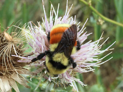 Слика од Bombus huntii Greene 1860