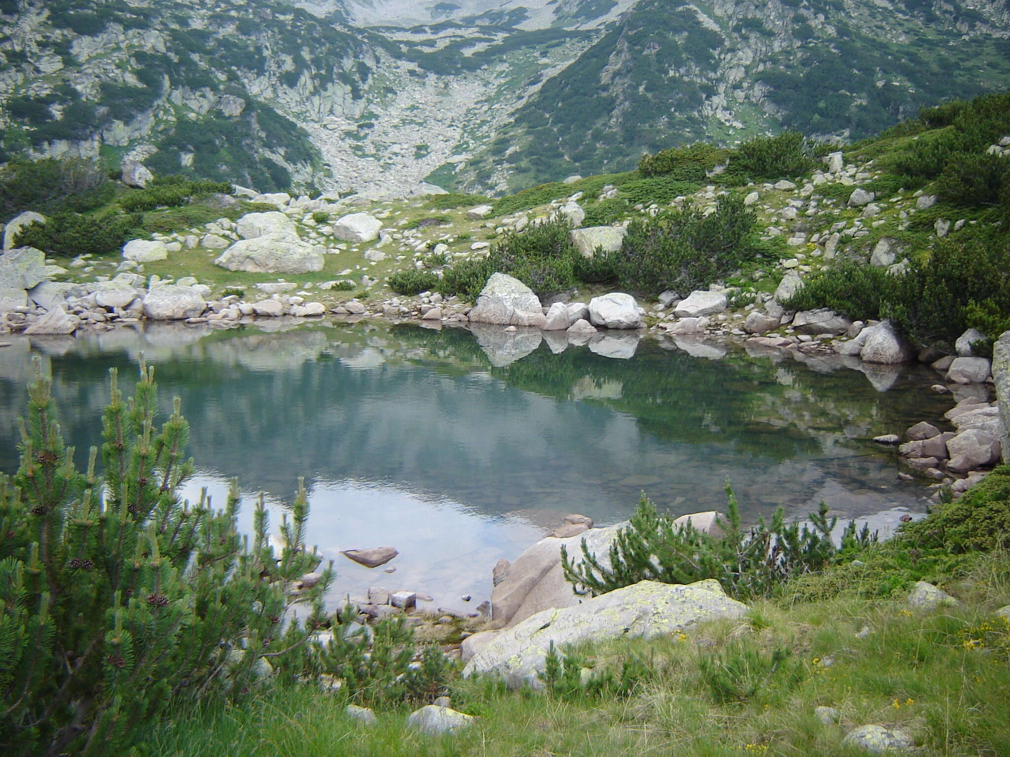 Image of Mountain Pine