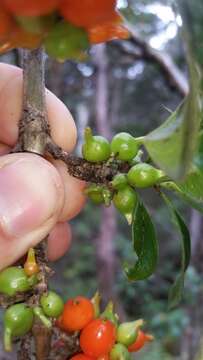 Image of woodland mirrorplant