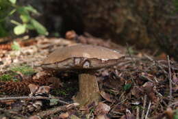 Imagem de Tylopilus felleus (Bull.) P. Karst. 1881