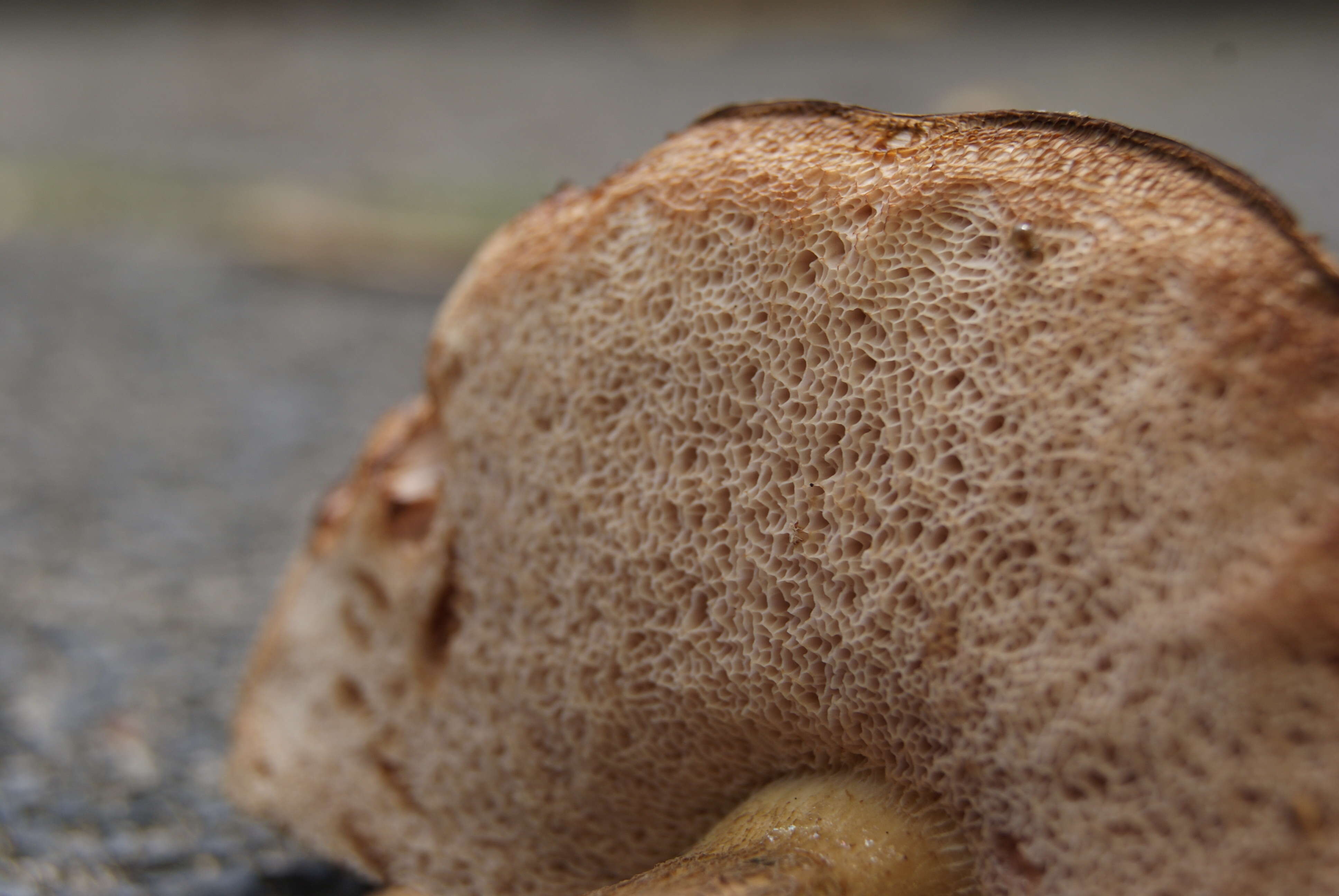 Imagem de Tylopilus felleus (Bull.) P. Karst. 1881