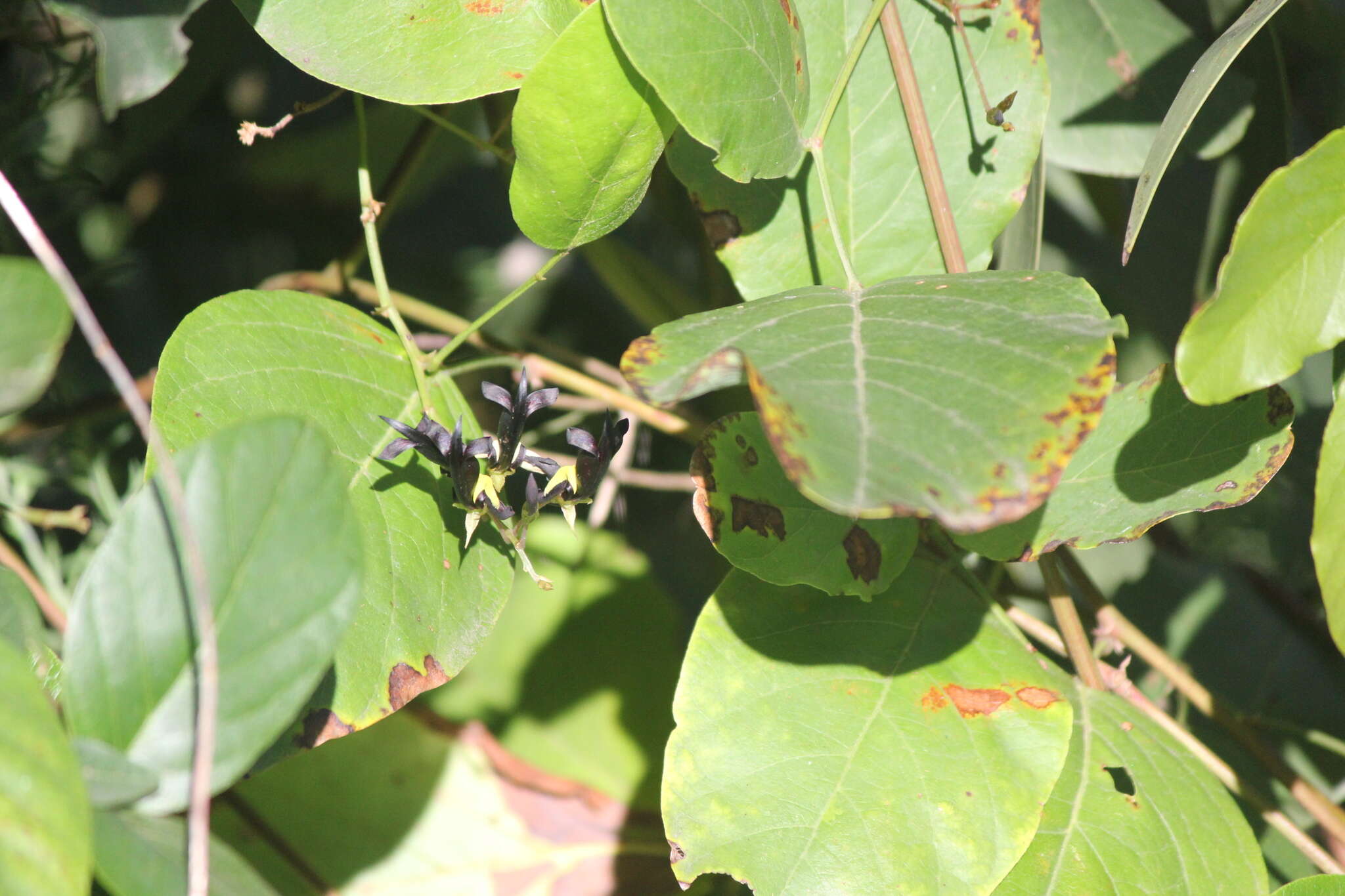 Image of black coral-pea