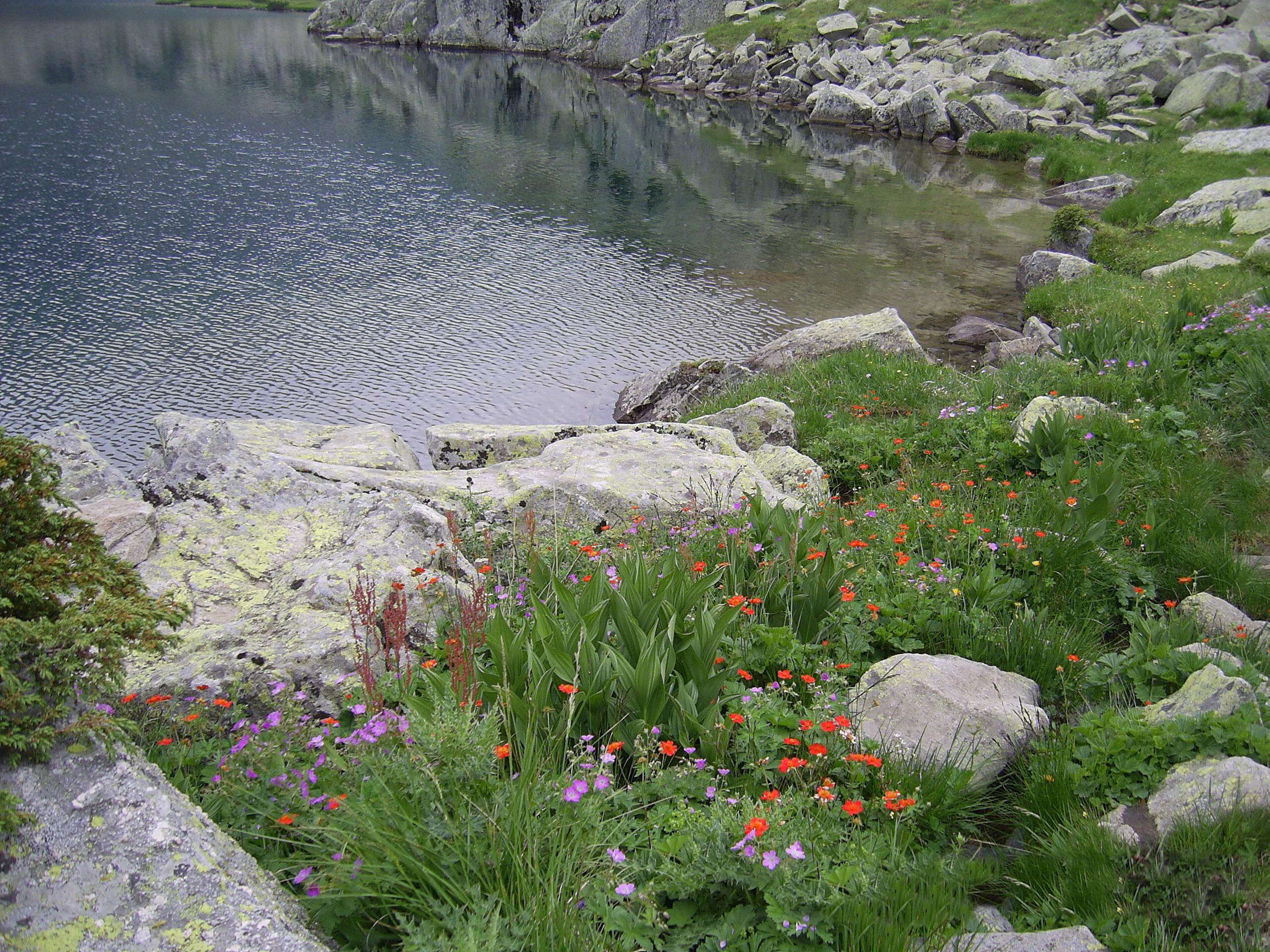 Image of Geum coccineum Sibth. & Sm.