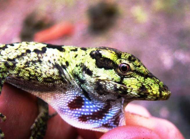 Image of Peters' anole