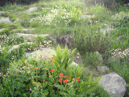 Image of Geum coccineum Sibth. & Sm.