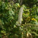 Image of Actaea simplex (DC.) Wormsk. ex Fisch. & Mey.