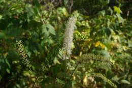 Plancia ëd Actaea simplex (DC.) Wormsk. ex Fisch. & Mey.