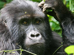 Image of Mountain Gorilla