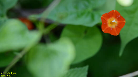 Image of Ipomoea coccinea L.