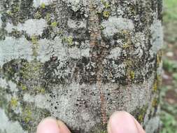 Image of Bumpy rim-lichen;   Rim lichen