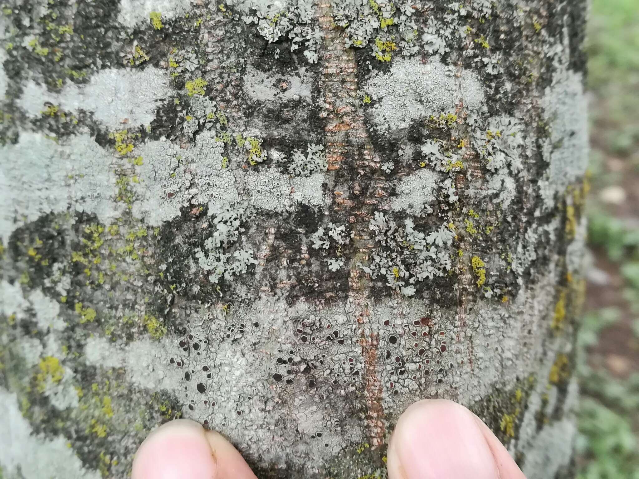 Image de Lecanora hybocarpa (Tuck.) Brodo