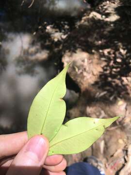 Image of Syzygium oleosum (F. Müll.) B. P. M. Hyland