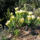 Image de Leucadendron daphnoides (Thunb.) Meissn.