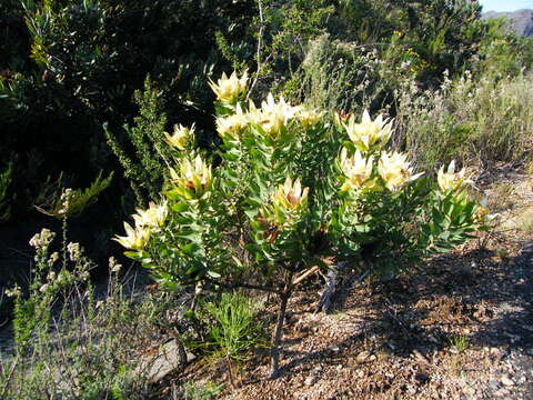 Image of Yellow bush