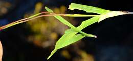 Image of Hesperantha cedarmontana Goldblatt