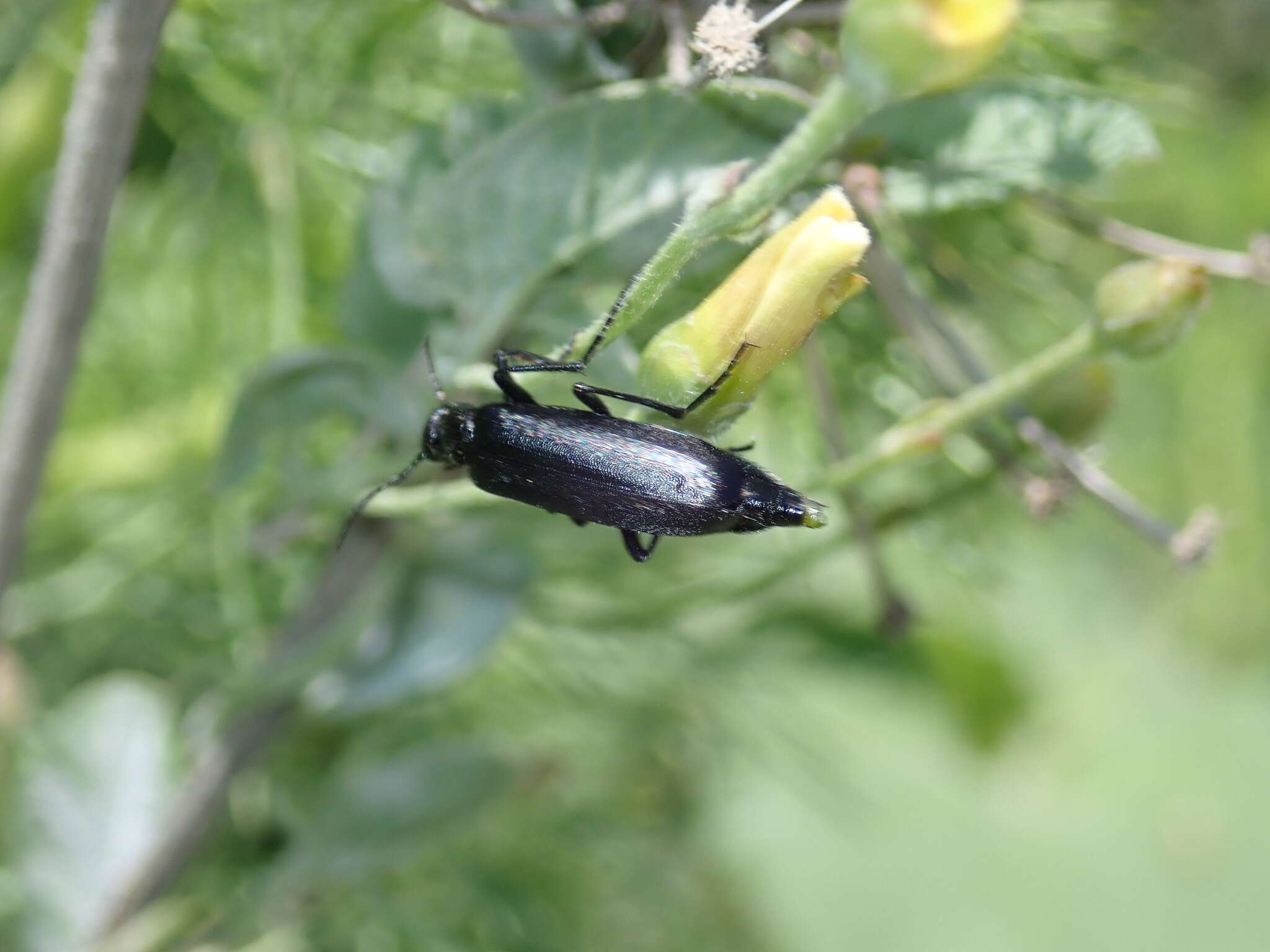 Image of Punctate Blister Beetle