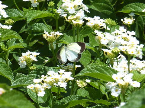 Image of Eurema elathea (Cramer (1777))