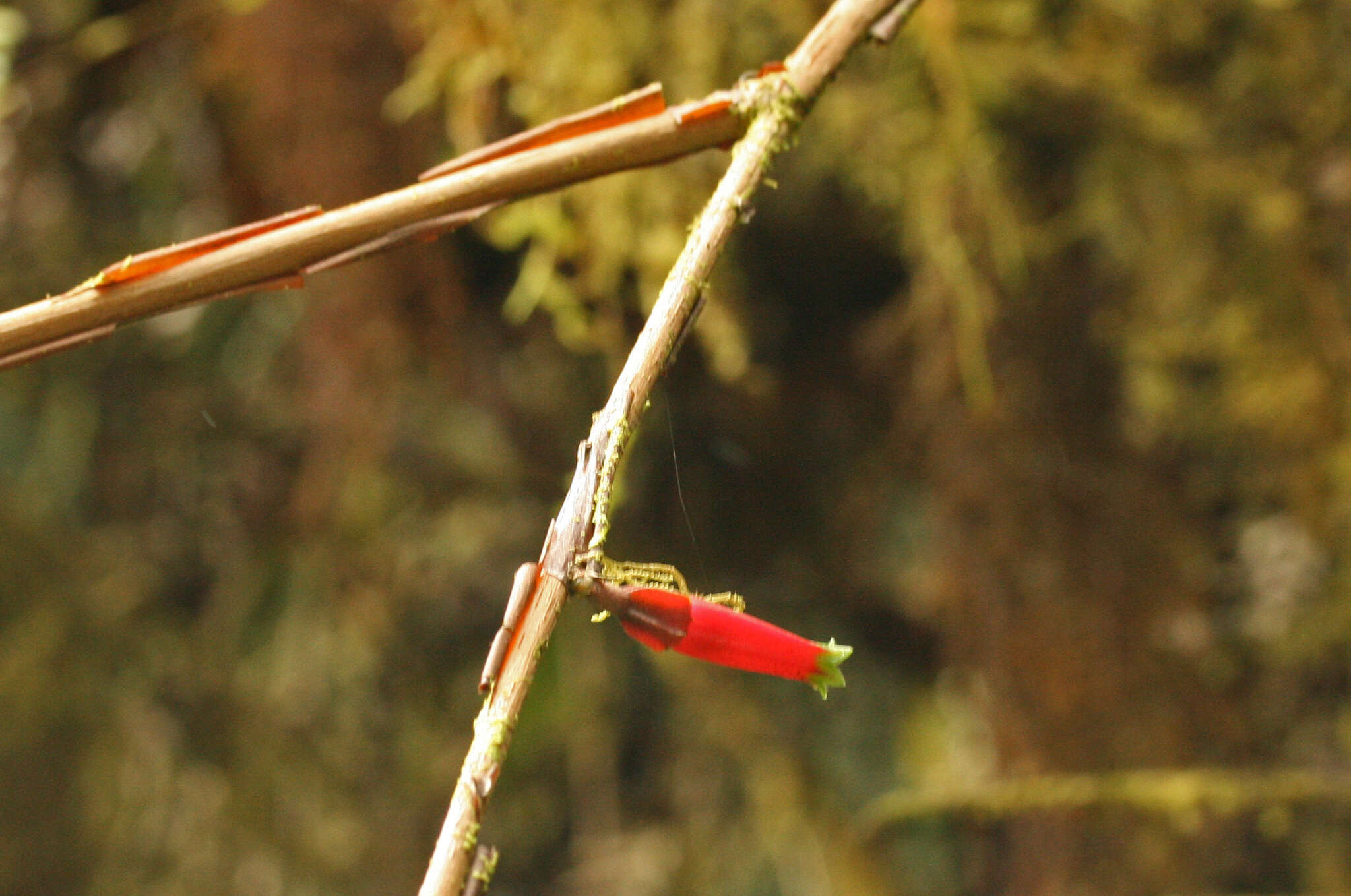 Слика од Macleania stricta A. C. Sm.