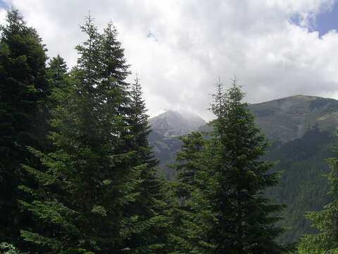 Image of Abies borisii-regis Mattf.