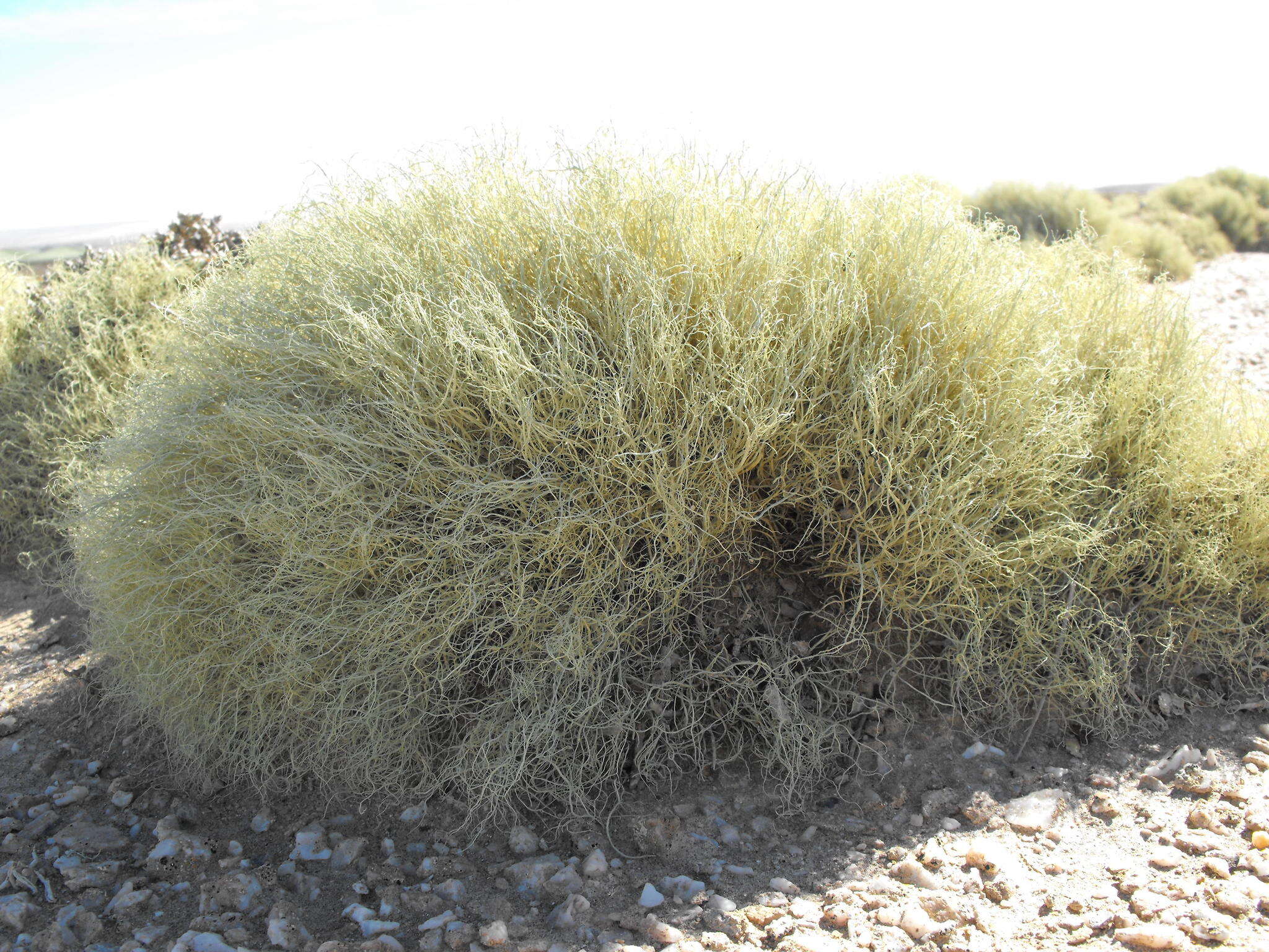 Image of <i>Ramalina australiensis</i> Nyl.