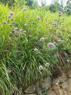 صورة Allium lusitanicum Lam.