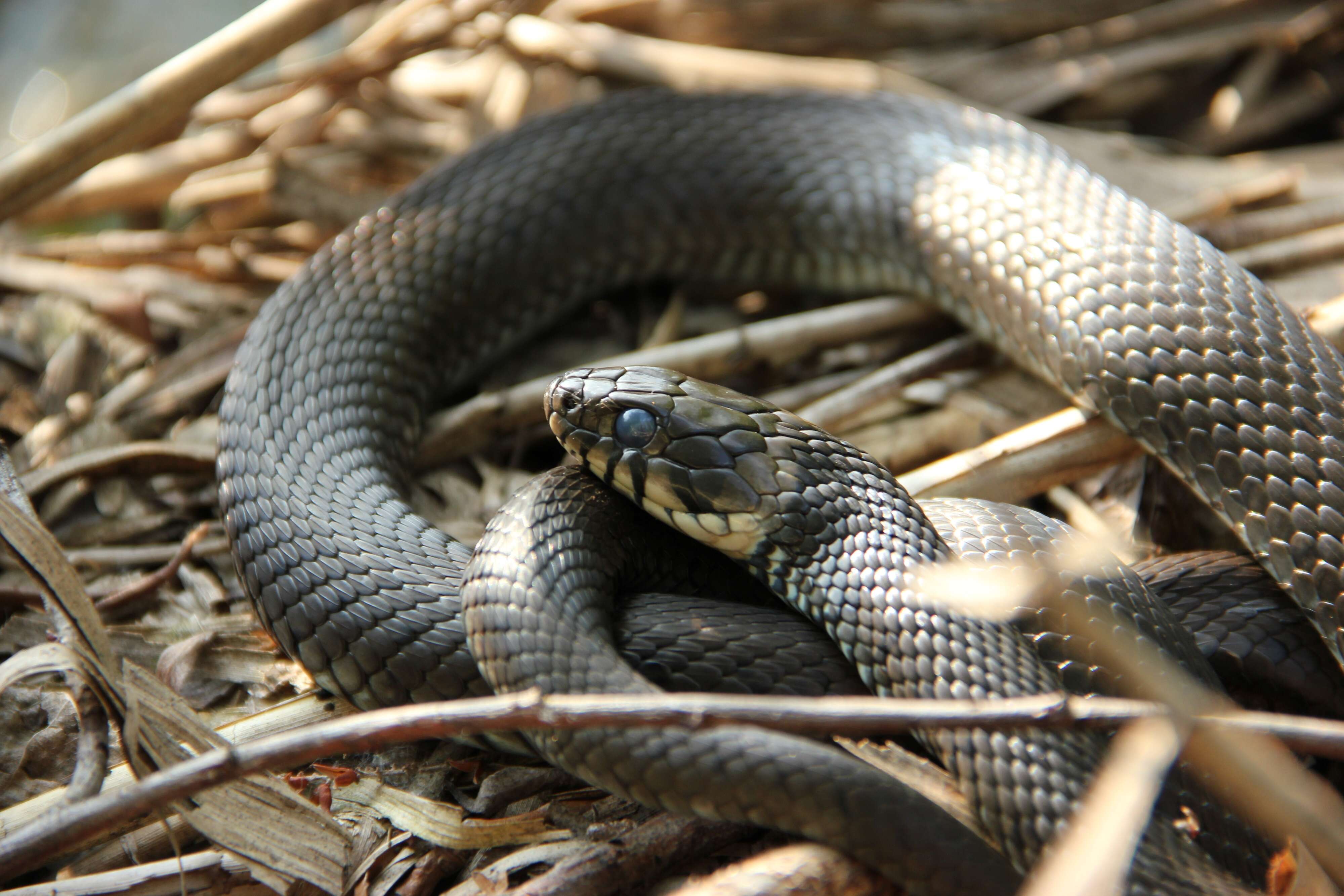 Image of Grass Snake