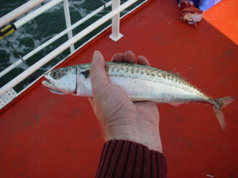 Image of Atlantic Mackerel