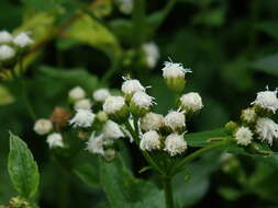 Imagem de Ageratum conyzoides L.