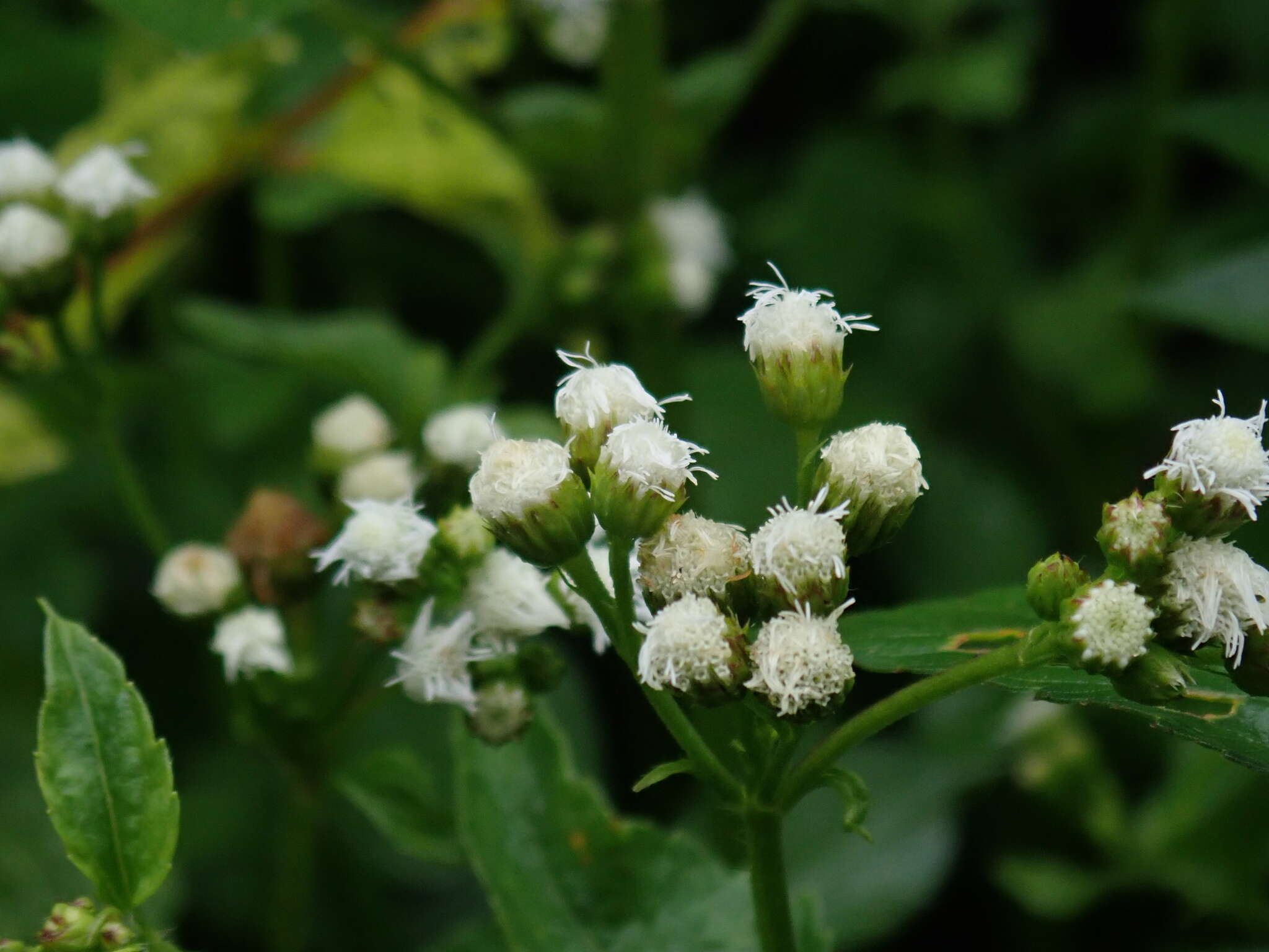 Image of tropical whiteweed