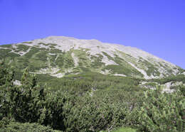 Image of Mountain Pine