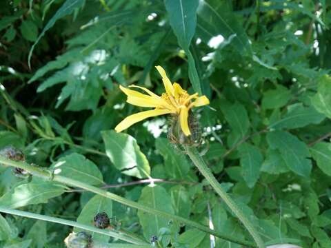 Crepis sibirica L. resmi