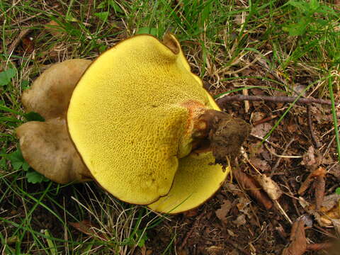 Image of Boletinellus merulioides (Schwein.) Murrill 1909