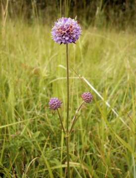 Image of Devil’s Bit Scabious