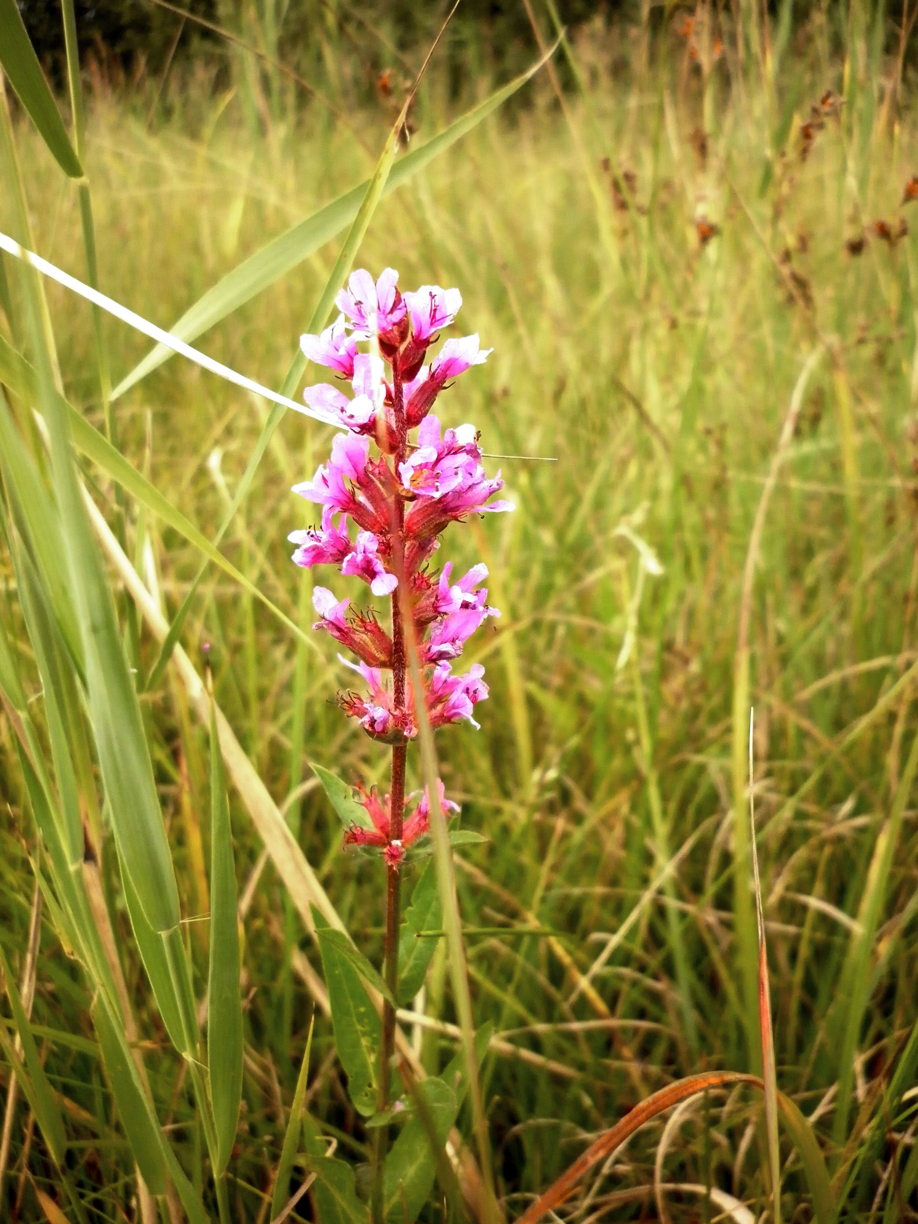 Plancia ëd Lythrum salicaria L.