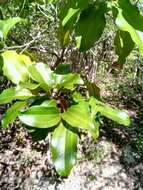 Image of Bathiorhamnus reticulatus (Capuron) Callm., Phillipson & Buerki