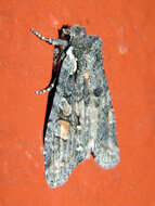 Image of Plush-naped Pinion