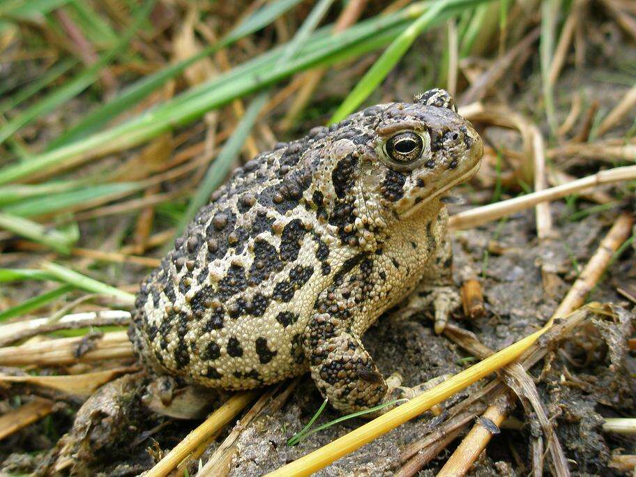 Image of Baxter's Toad