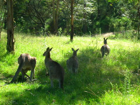 Image of kangaroo