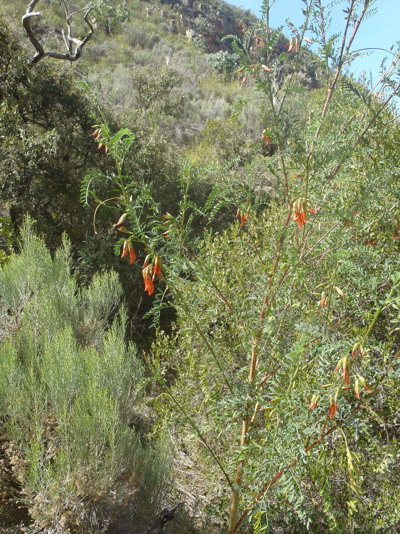 Image of Lessertia frutescens subsp. microphylla