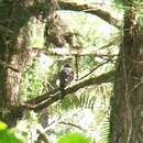 Image of Philippine Hawk-Cuckoo